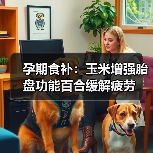 孕期食补:玉米增强胎盘功能百合缓解疲劳(图3) 孕期食补:玉米增强胎盘功能百合缓解疲劳(图3)