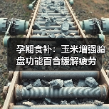孕期食补:玉米增强胎盘功能百合缓解疲劳(图3) 孕期食补:玉米增强胎盘功能百合缓解疲劳(图3)