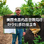 美国食品药品管理局呼吁孕妇多吃低汞鱼(图1) 美国食品药品管理局呼吁孕妇多吃低汞鱼(图1)