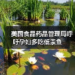 美国食品药品管理局呼吁孕妇多吃低汞鱼(图4) 美国食品药品管理局呼吁孕妇多吃低汞鱼(图4)
