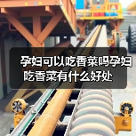 孕妇可以吃香菜吗孕妇吃香菜有什么好处(图4) 孕妇可以吃香菜吗孕妇吃香菜有什么好处(图4)